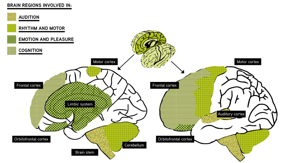 Music and the Brain: What Happens When You're Listening to Music